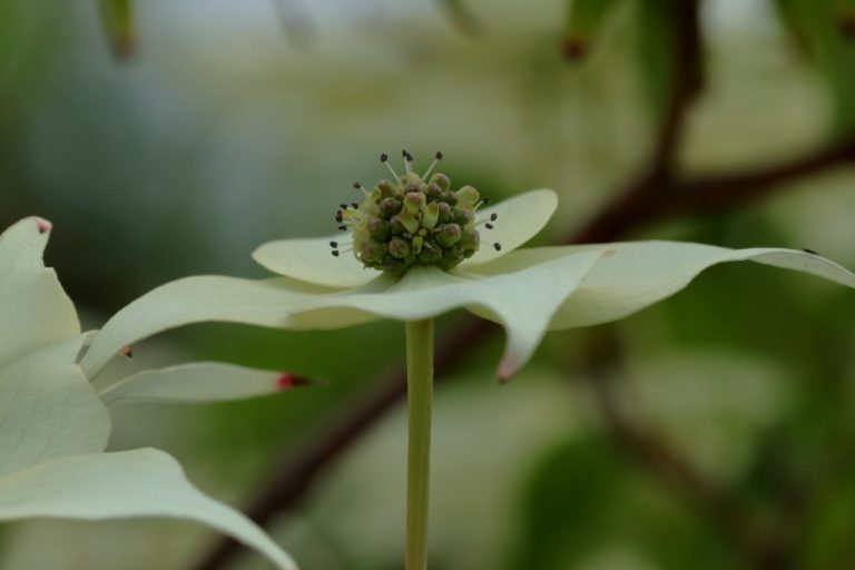 Fleur