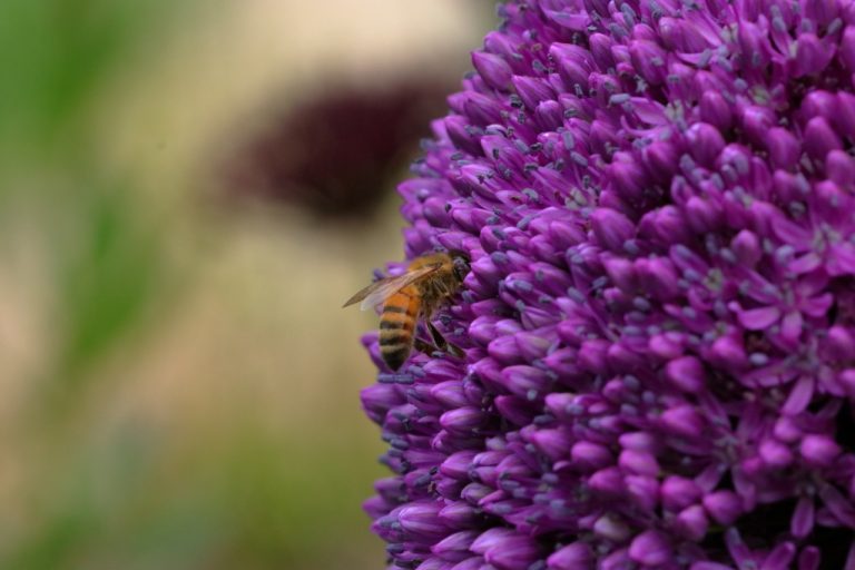 Fleur et Abeille