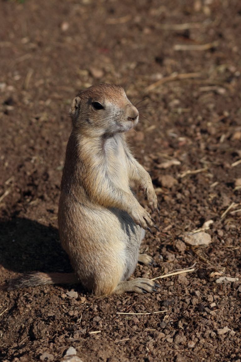 Chien de prairie