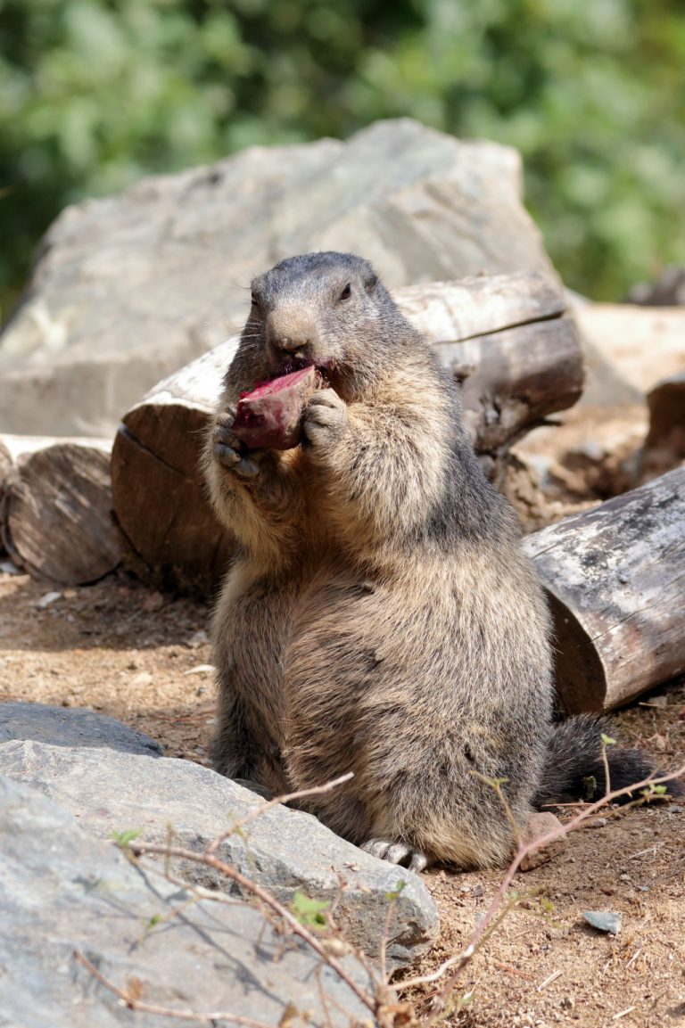 Marmotte