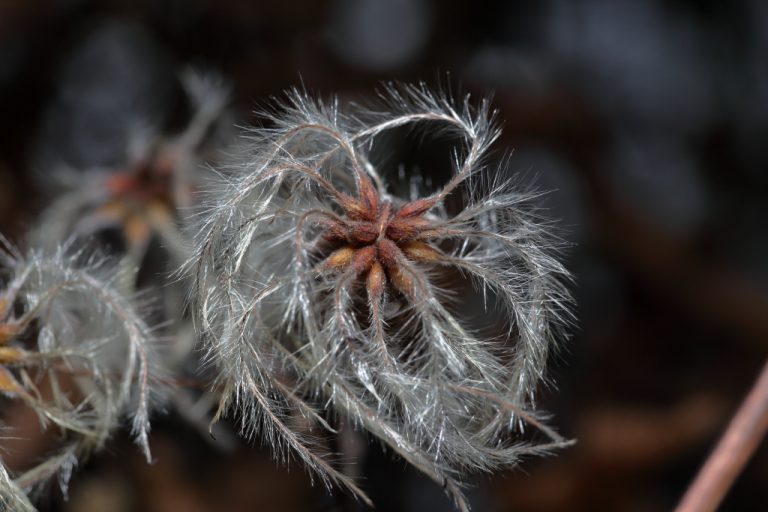 Clématite Vigne-Blanche