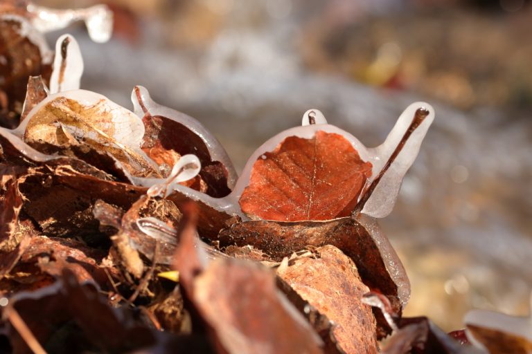 Feuilles gelées