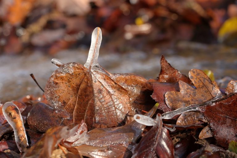 Feuilles gelées