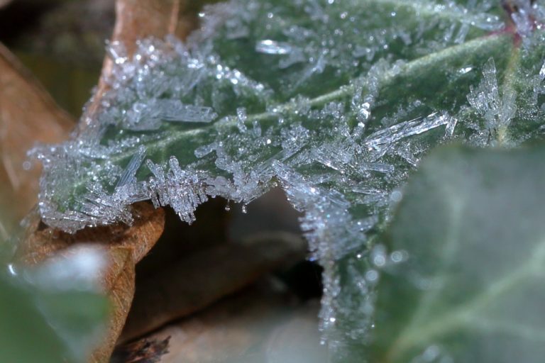 Cristaux de glace