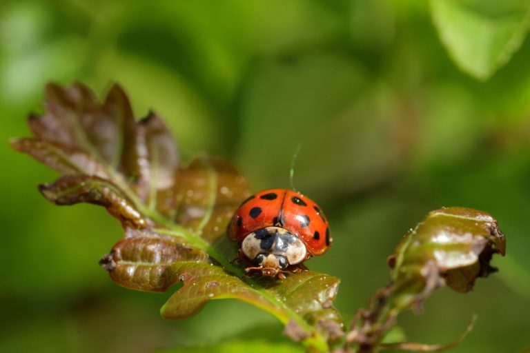 Coccinelle