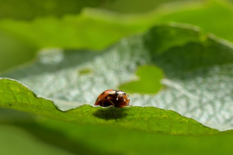 Coccinelle