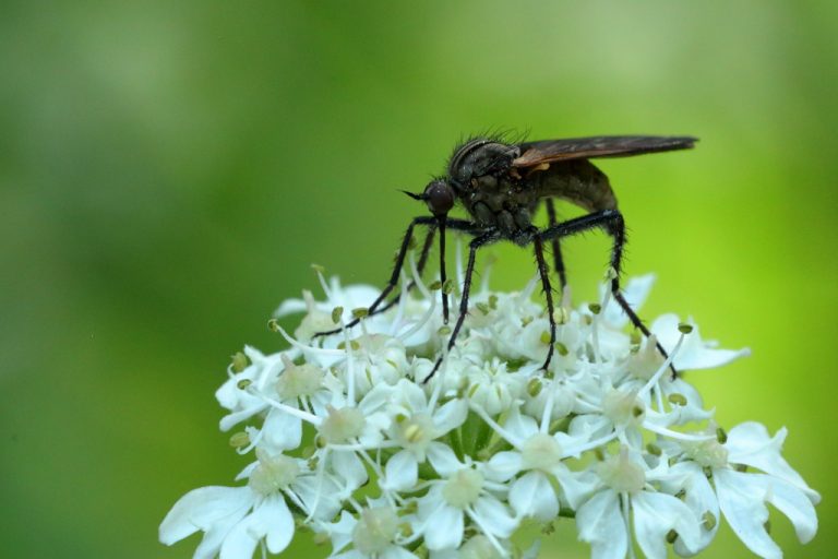 Empis Marqueté